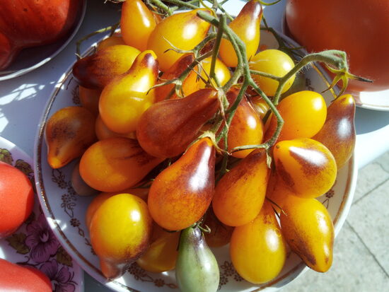 Индиго кумкват грушевидный